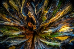 COC_6244