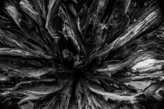 COC_6245