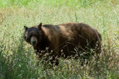 COC_6963